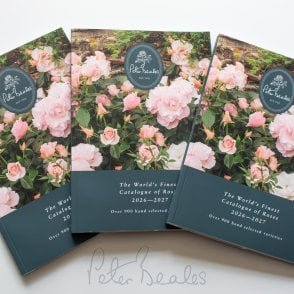 Peter Beales Rose Catalogue