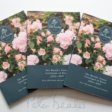 Peter Beales Rose Catalogue 2026 - 27