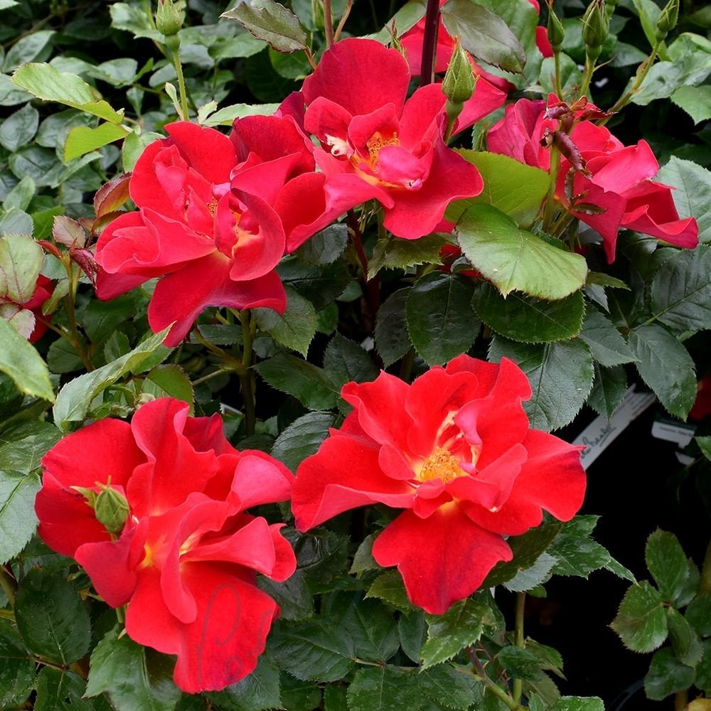 Beales Roses Pete Rosa Perkroos Polyantha — Subtiel Geurende Roos — Peter