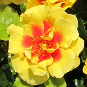 Peter Perscia Potted Rose