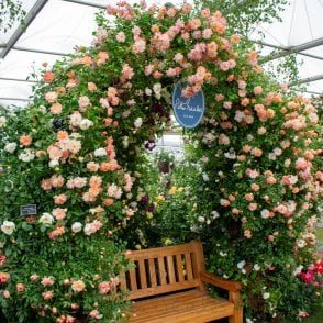 Phyllis Bide Potted Rose