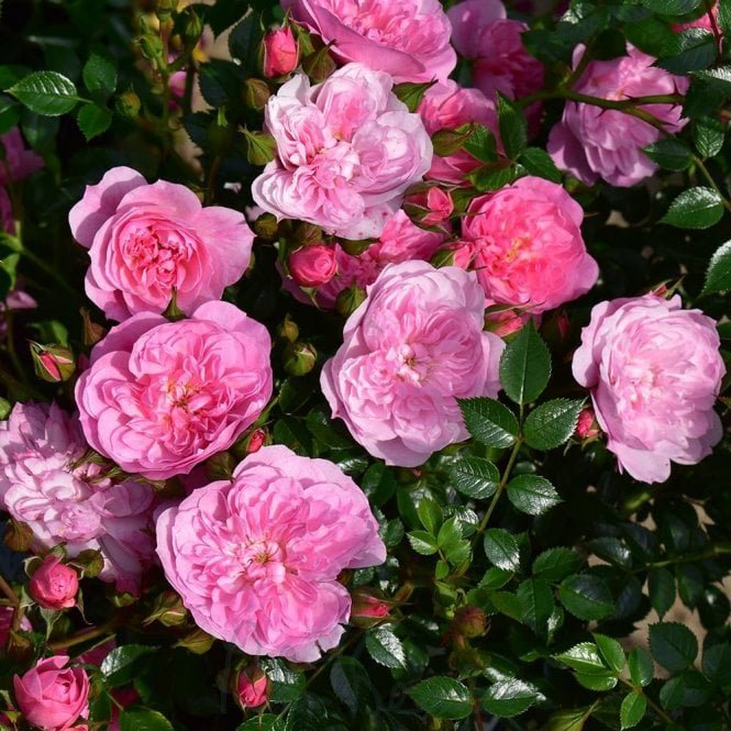 Pink Bells