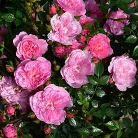 Pink Bells