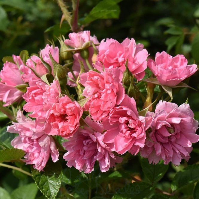Pink Grootendorst