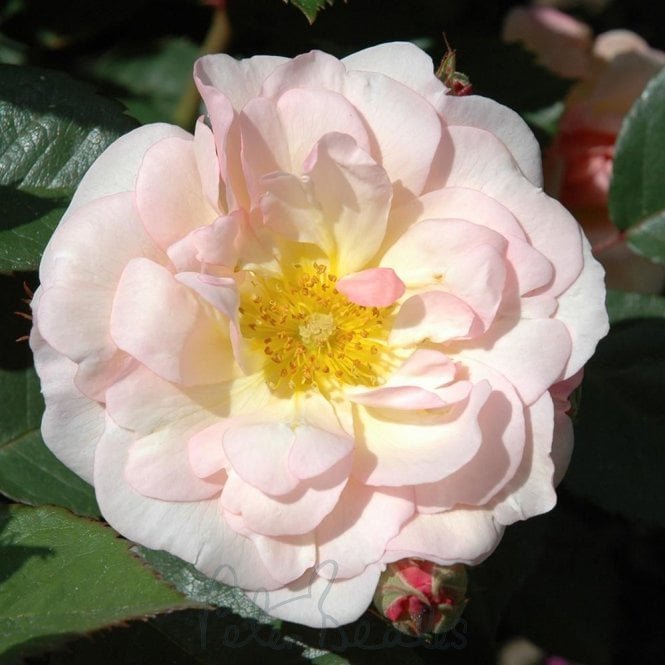 Pink Gruss An Aachen
