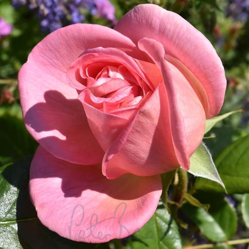 Rosa Delta Zeta