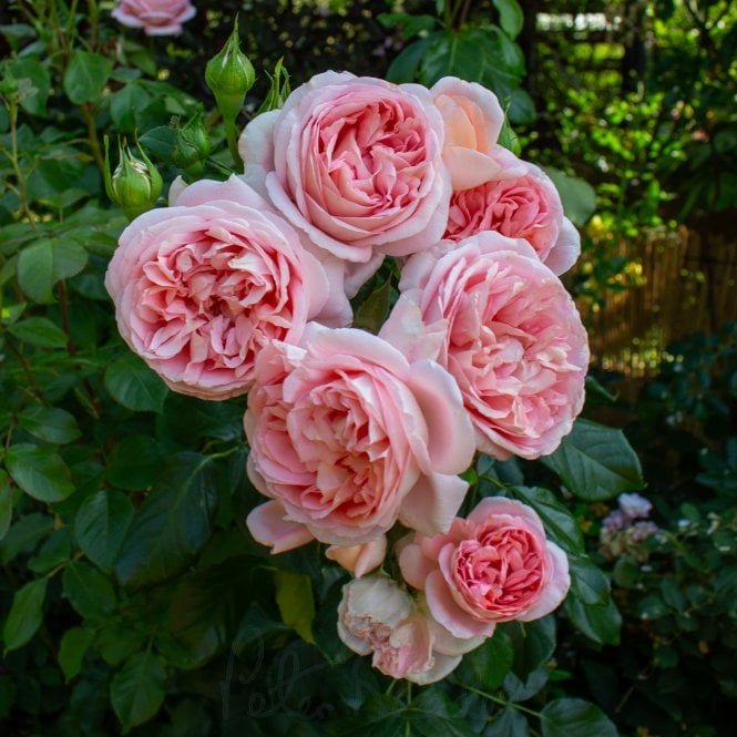 Pink Martini