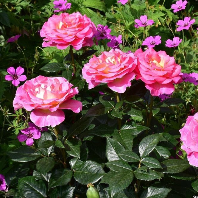 Pink Paradise