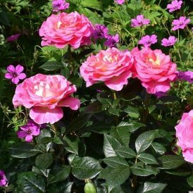 Pink Paradise