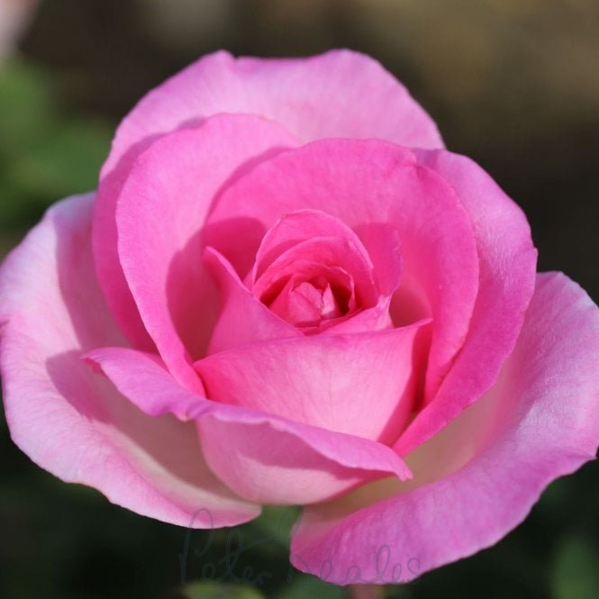 Pink Perfection