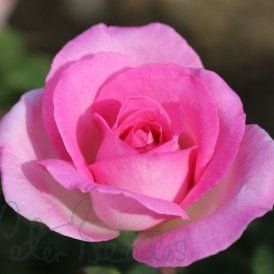 Pink Perfection