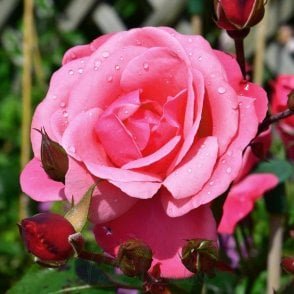 Pink Perpetue Potted Rose