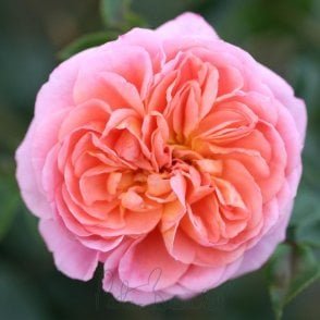 Pirouette Potted Rose
