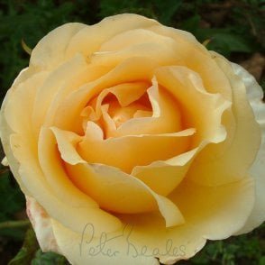 Poetry In Motion Bare Root Rose