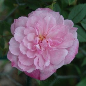 Pompon De Paris Bare Root Rose