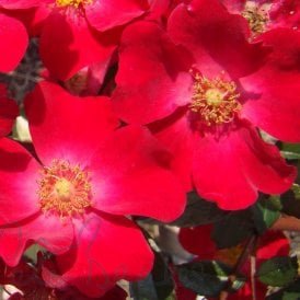 Poppy Rose