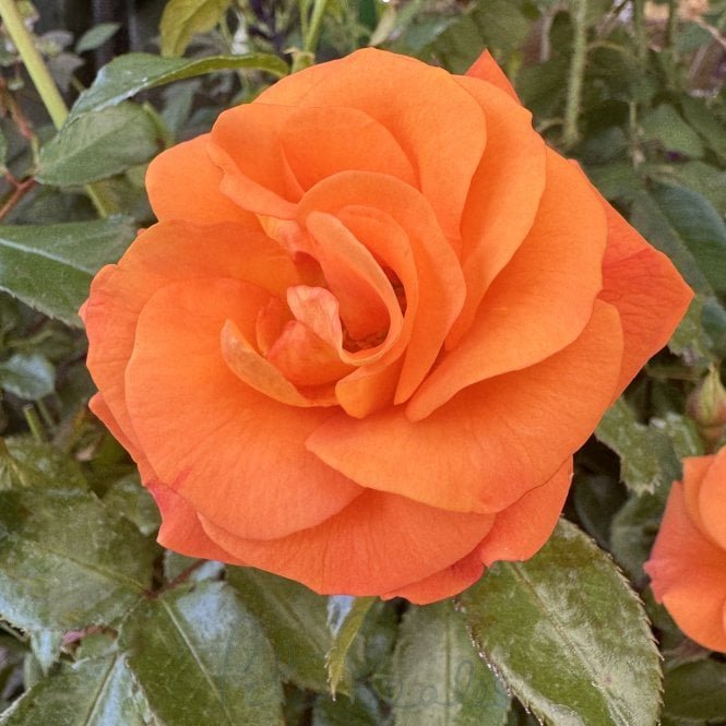 Precious Amber