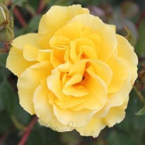 Precious Gold Potted Rose