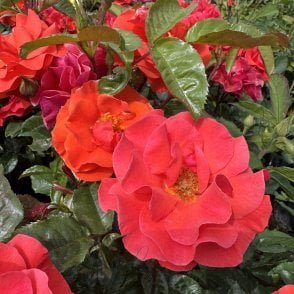 Precious Love Bare Root Rose
