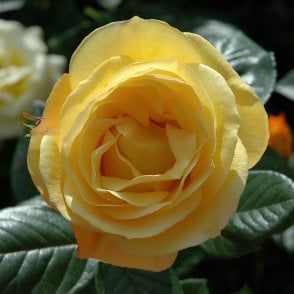 Arthur Bell (Bush) Potted Rose