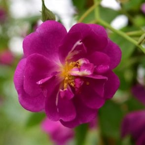 Purple Skyliner Bare Root Rose