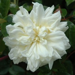 Alberic Barbier (Rambler) Potted Rose