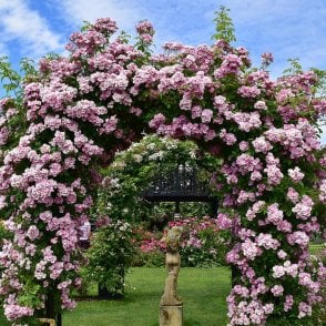 Apple Blossom Bare Root Rose