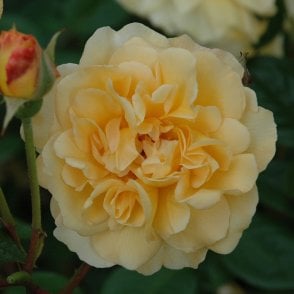 Buff Beauty (Bush) Bare Root Rose