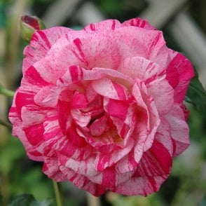 Bright Ideas Bare Root Rose