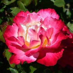 Double Delight Bare Root Rose