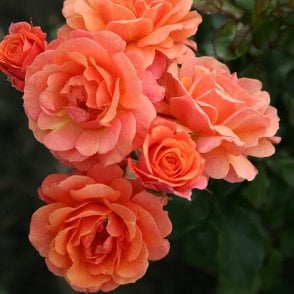 Lambada Potted Rose