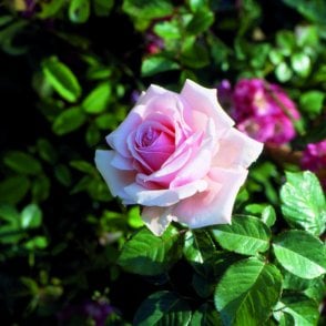 Anna Pavlova Bare Root Rose