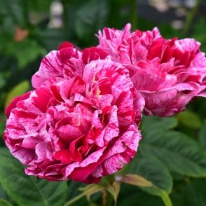 Ferdinand Pichard Bare Root Rose