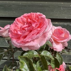 Fragonard Bare Root Rose