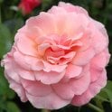 Tickled Pink Potted Rose