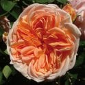 Alchymist Potted Rose