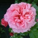 Aloha Potted Rose