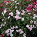 Narrow Water Potted Rose