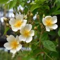Rosa Helenae Potted Rose