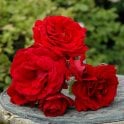 Sympathie Bare Root Rose