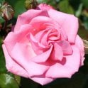 Agatha Christie Potted Rose
