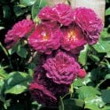 Bleu Magenta Potted Rose