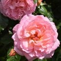 Fragrant Celebration Potted Rose