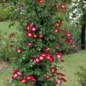 Hiawatha Potted Rose