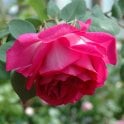 Sir Paul Smith Potted Rose