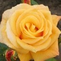 Arthur Bell (Climber) Potted Rose