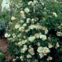 Aviateur Bleriot Bare Root Rose