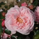Alister Clark (Shrub Rose) Bare Root Rose