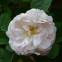 Alfred De Dalmas Potted Rose