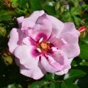 Angel Eyes Potted Rose